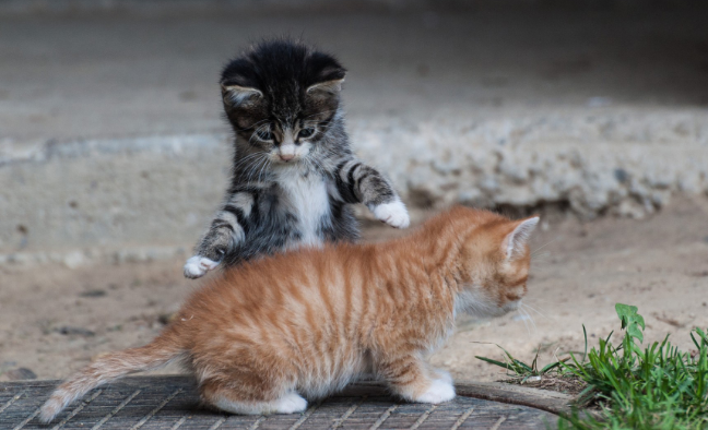 猫咪对叫是为什么