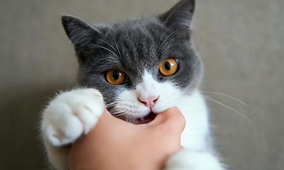 猫咪为什么会咬你