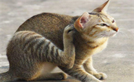 猫咪睡醒后为什么使劲甩头