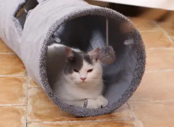 猫咪喜欢钻洞的原因是什么 猫咪喜欢钻洞的原因是什么