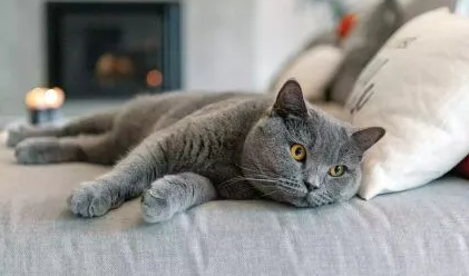 为什么人们比较喜欢猫咪呢 为什么人们比较喜欢猫咪呢