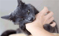 猫咪前爪为什么不能抓人呢