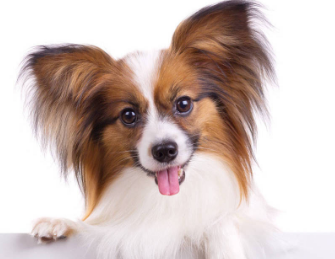蝴蝶犬幼犬几个月褪毛?狗友可以瞧瞧~ 蝴蝶犬幼犬几个月褪毛?狗友可以瞧瞧~