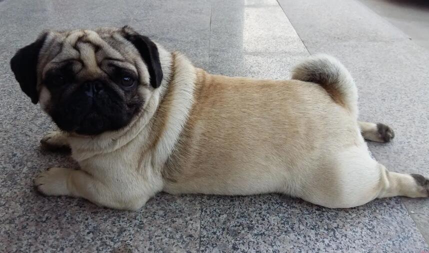 不知道巴哥犬太胖了怎么办?看这里!