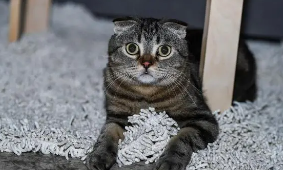 猫被打的半死的状态 猫被打的半死的状态