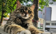 买什么猫最好养