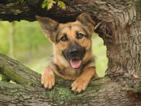 德国牧羊犬应该吃什么？一文告诉你！