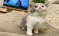 猫咪为什么是闪电尾巴
