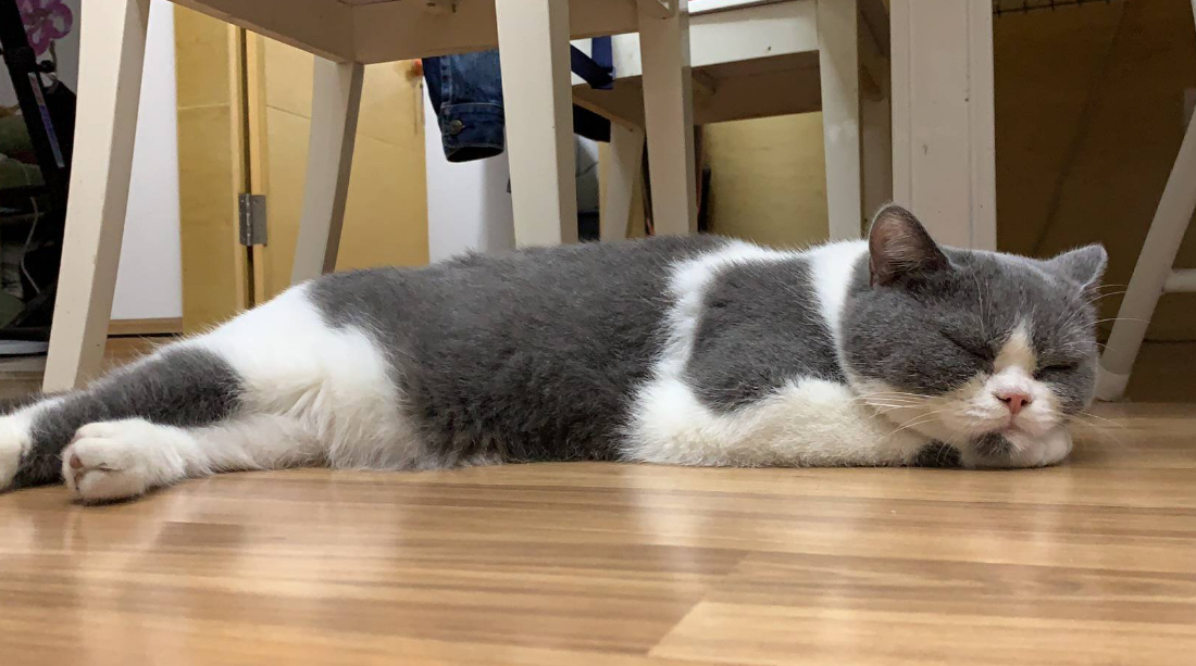 猫咪抬着尾巴睡觉什么意思
