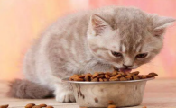8个月的猫一天吃多少