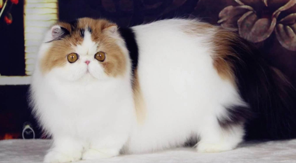 波斯猫可以吃油煎的鱼吗？答案是“NO"