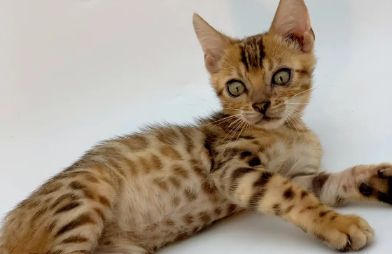 孟加拉豹猫怎么选?怎么挑选好的猫咪? 孟加拉豹猫怎么选?怎么挑选好的猫咪?