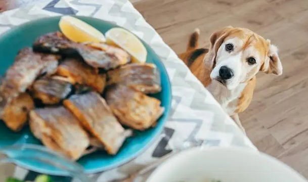 三文鱼骨头狗狗能吃吗