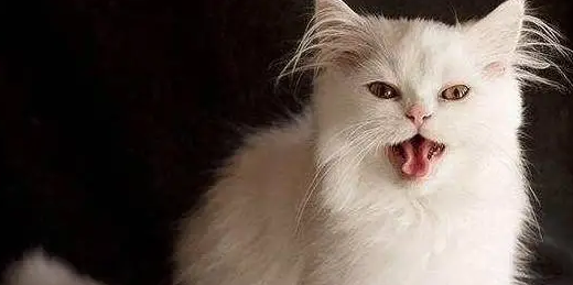 猫咪喉咙响是因为什么