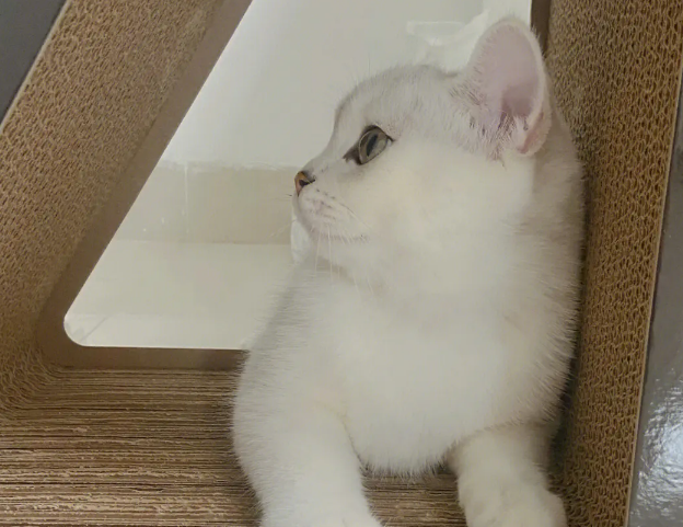 猫咪躲在墙角发呆是怎么回事