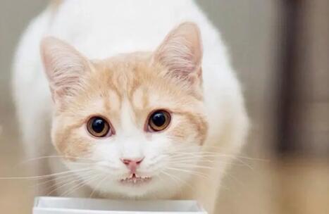 猫咪为什么朝着你叫 猫咪为什么朝着你叫