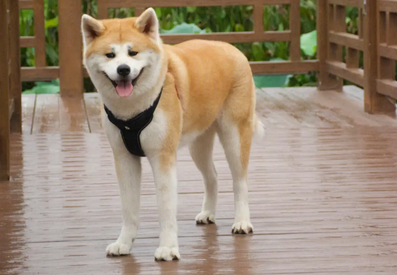 秋田犬吃什么毛色好?速来了解一波 秋田犬吃什么毛色好?速来了解一波