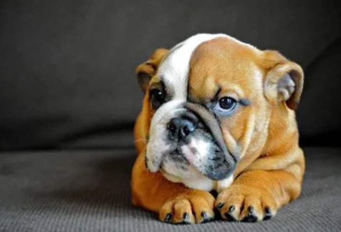 英国斗牛犬好养吗？可以来看看哦~