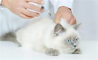 4个月的猫还用打猫三联吗