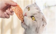 猫咪为什么爱吃皮套的东西