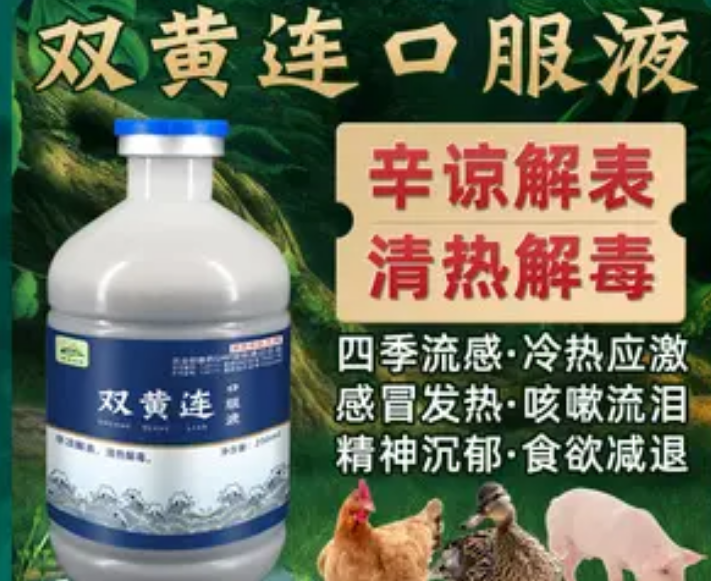 双黄连口服液治疗鼻塞吗