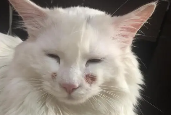 为什么会得猫咪杯状病毒 为什么会得猫咪杯状病毒