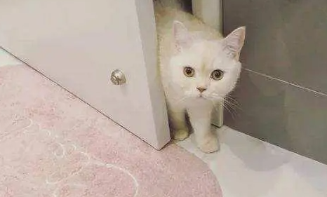 为什么猫咪不出家门