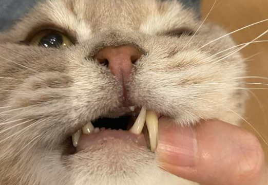 猫牙齿为什么会掉