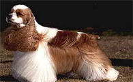 美国可卡犬鼻子干怎么办?来看这里~