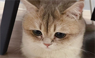 把猫打哭了严重吗