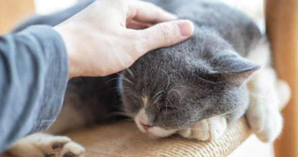 养猫的人容易得什么病