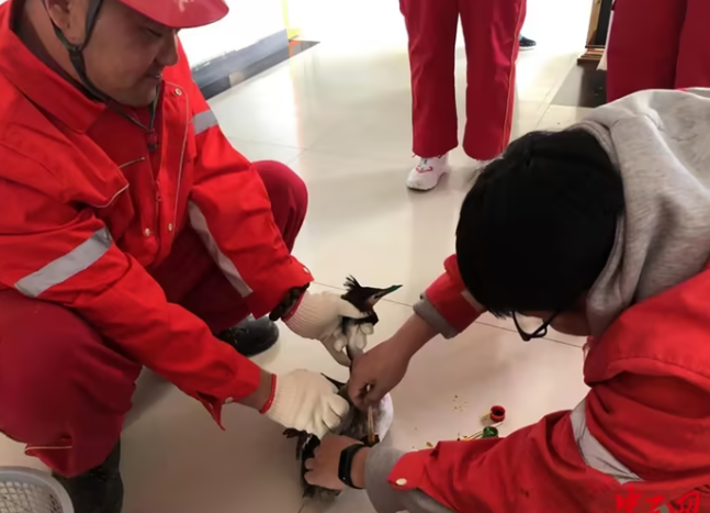 石油工人救助国家二级保护动物“凤头䴙䴘”