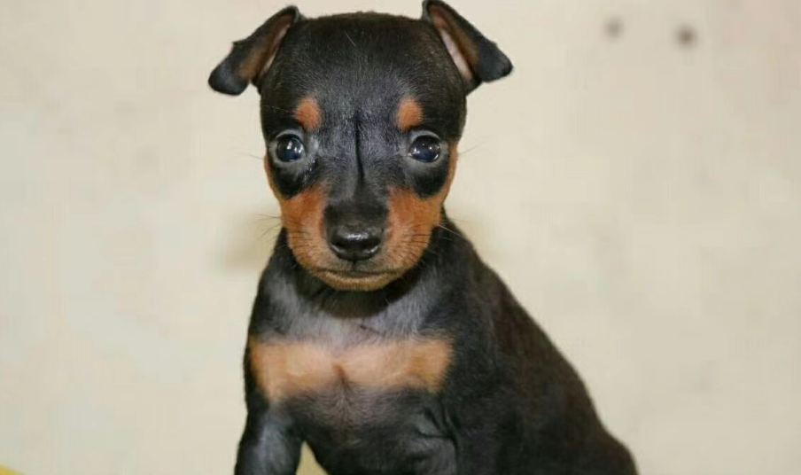 小鹿犬一般几斤？感兴趣的来了解下吧！