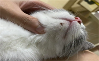 猫下巴有结痂的硬块会自愈吗