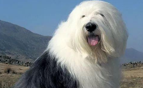 英国古代牧羊犬掉毛吗?后期护理很重要 英国古代牧羊犬掉毛吗?后期护理很重要