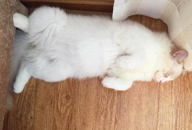 猫咪为什么肚皮朝上躺着