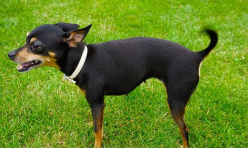 捕鼠梗犬有咽炎怎么办？治疗咽炎的方法如下。