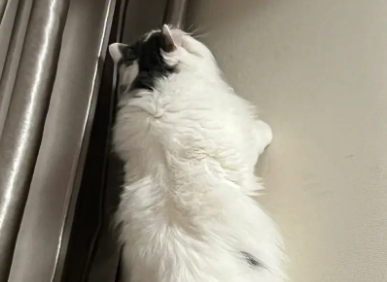 为什么猫咪爬到了墙上