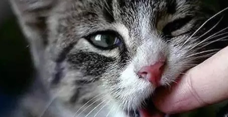 猫咬人后十天没死,人肯定没事了吧