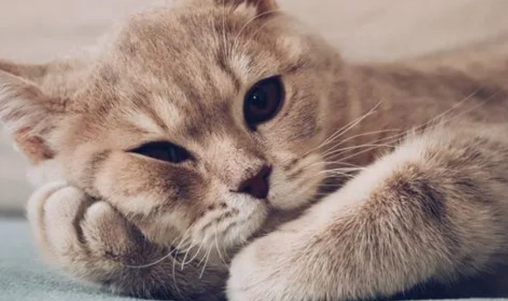 猫咪耳朵特别热为什么