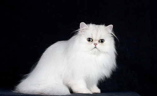 波斯猫得了霉菌病怎么治疗?这些方法你需要知道 波斯猫得了霉菌病怎么治疗?这些方法你需要知道