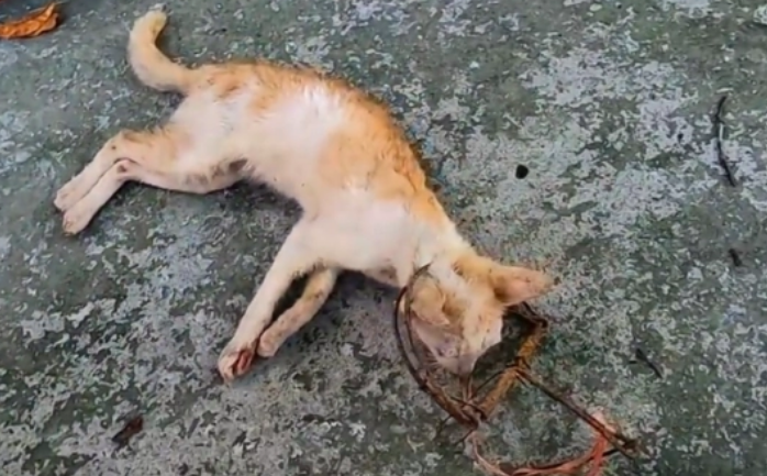 捕兽夹到猫会不会死