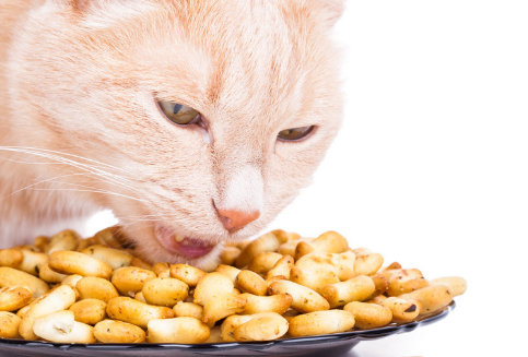 路斯猫饼干正规吗