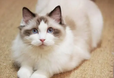 猫喜欢靠近有灵气的人