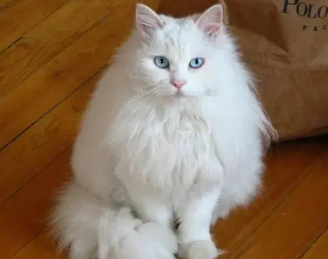 今日解答：山东狮子猫怎么助产？