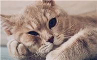 养猫需要注意啥