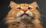 猫咪胡子为什么要留
