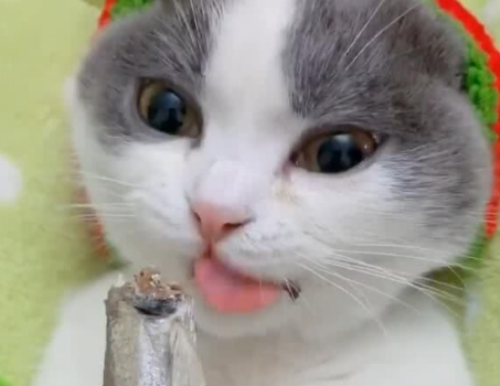 为什么猫咪喜欢吃鱼干