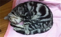 猫咪为什么身体卷成团呢