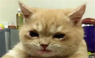 小猫咪真的会哭吗